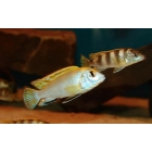 Labidochromis Perlmutt 3-4cm